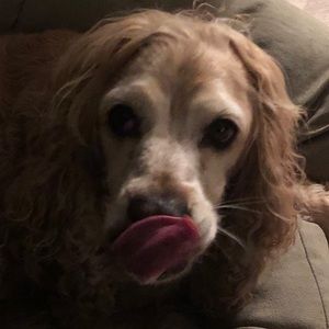 Meet your Posher, Amelia